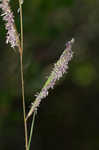 Saltmeadow cordgrass